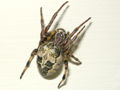 Larinioides cornutus